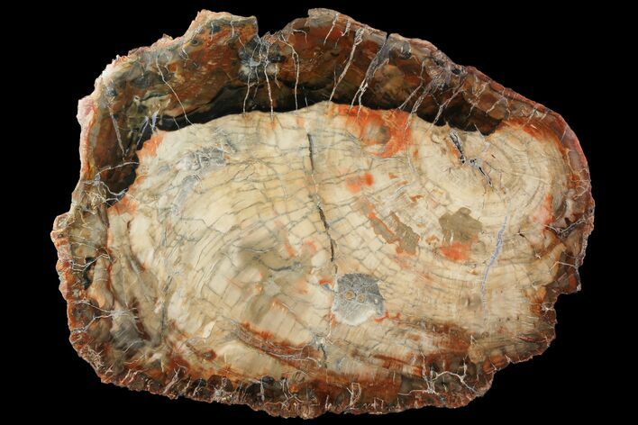 Petrified Wood (Araucaria) Slab - Madagascar #118600